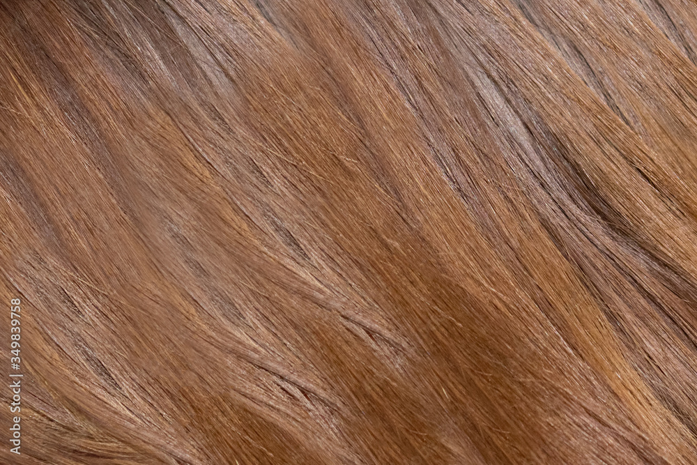 the texture of the cat's fur is chestnut and beige color the texture of the cat's fur is chestnut and beige color
