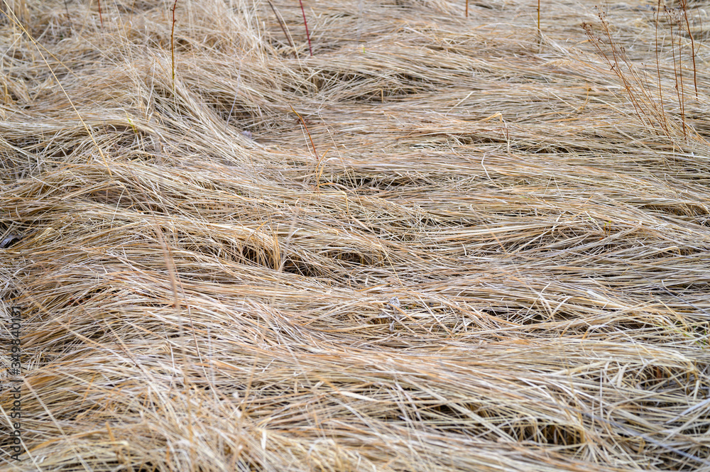 background of a aged dry straw withered heap of grass background of a aged dry straw withered heap of grass