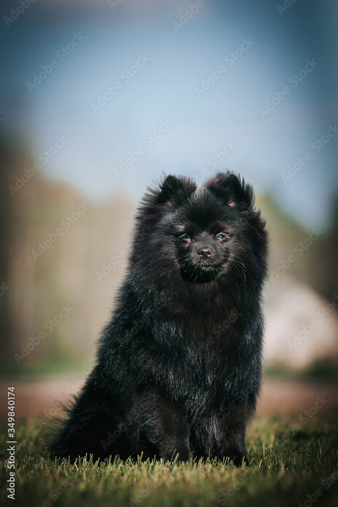Obraz premium Black pomeranian girl outside in autumn. 