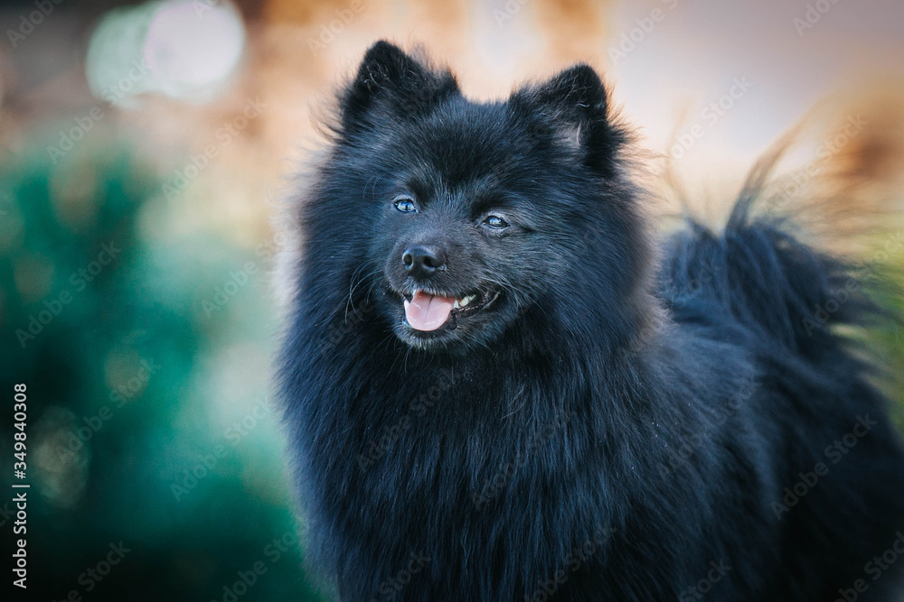 Pomeranian baby posing outside. Small pomeranian puppy. Pomeranian baby posing outside. Small pomeranian puppy.