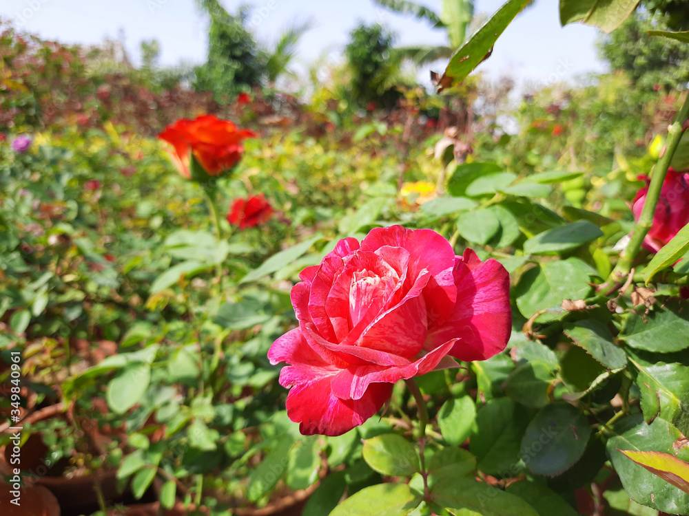 Beautiful rose flowers in nursery, rose flowers in garden Beautiful rose flowers in nursery, rose flowers in garden