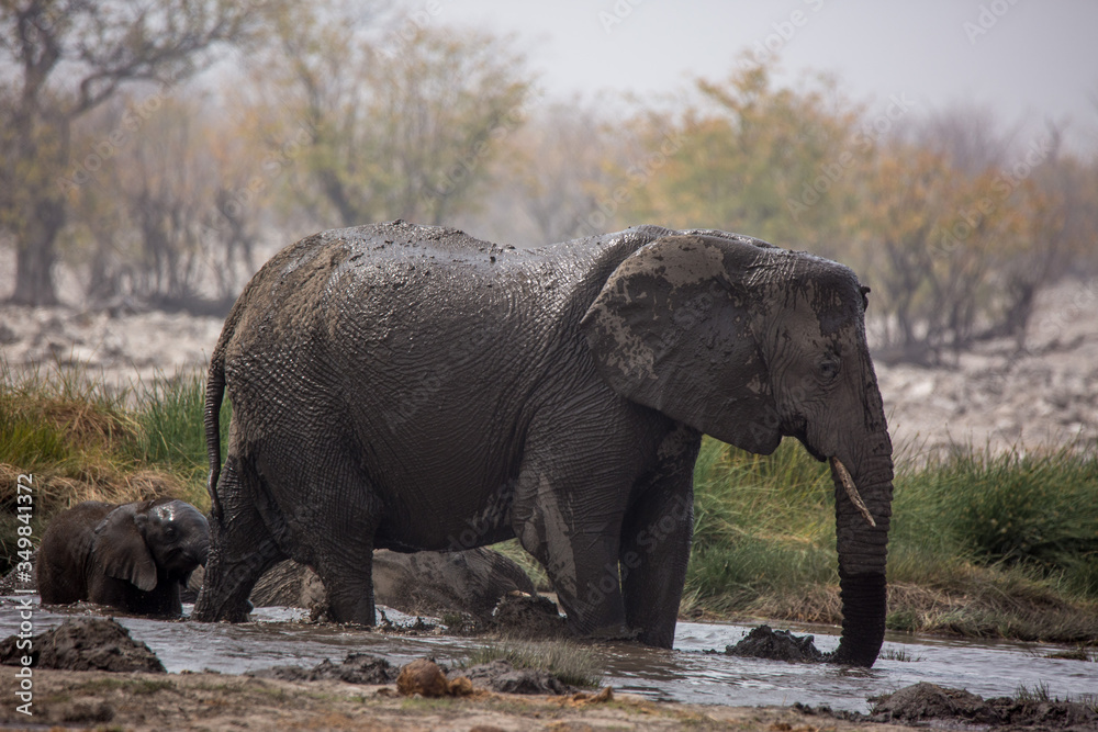 Fototapeta premium Large herd of elephants drinking water and taking mud baths in waterhole with gently touching each other with huge trunks. Africa. Namibia. Etosha national park.