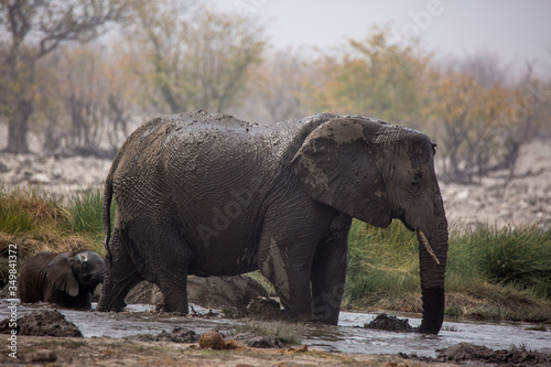 Large herd of elephants drinking water and taking mud baths in waterhole with gently touching each other with huge trunks. Africa. Namibia. Etosha national park.