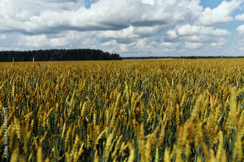 Large yellow field of ripened wheat and cloudy sky