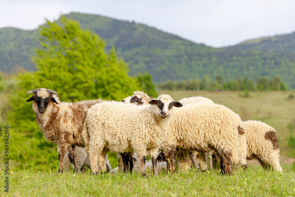 Beautiful spring lambs grazing on field Beautiful spring lambs grazing on field
