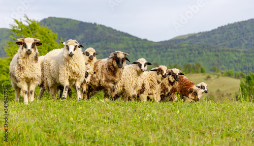 Beautiful spring lambs grazing on field