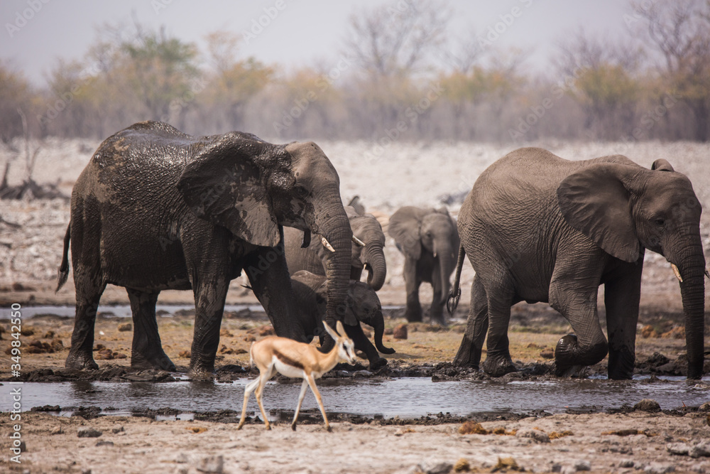 Large herd of elephants drinking water and taking mud baths in waterhole with gently touching each other with huge trunks. Africa. Namibia. Etosha national park.