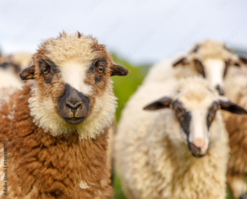 Beautiful spring lambs grazing on field