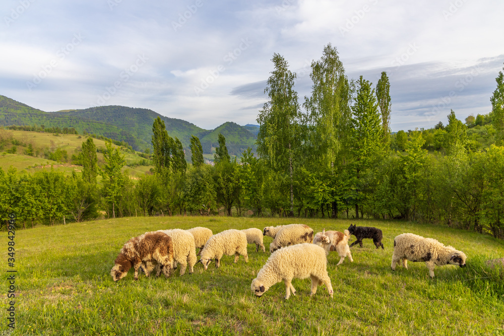Fototapeta premium Beautiful spring lambs grazing on field