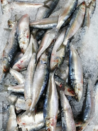 Fresh sardine fish laid on ice for preservation