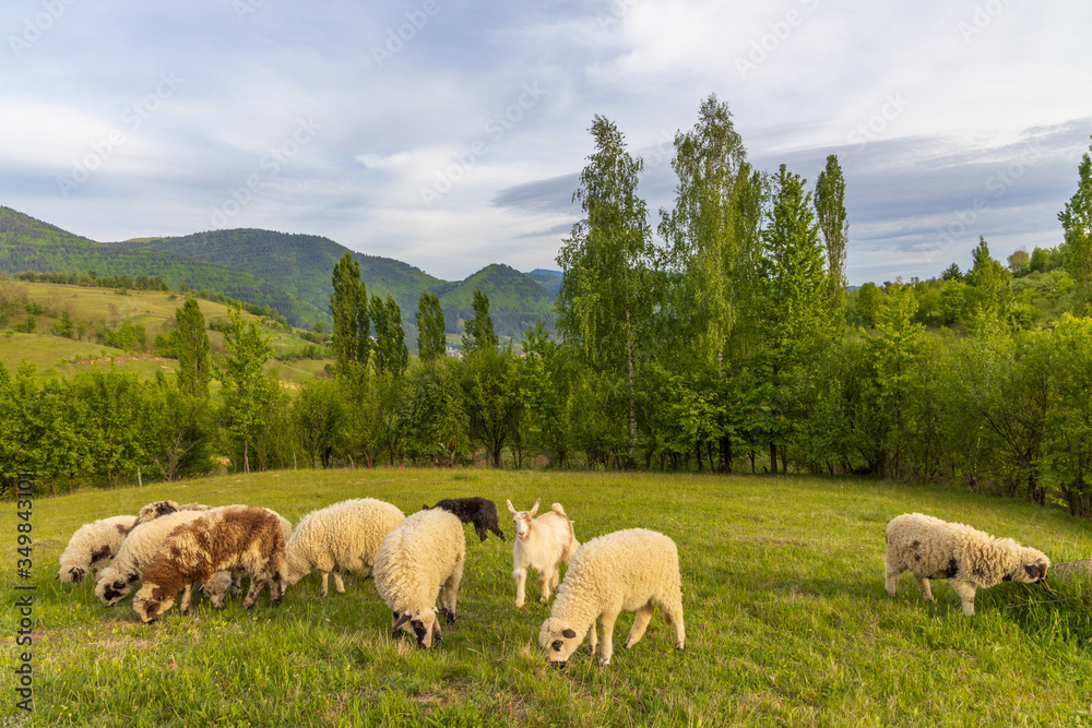 Fototapeta premium Beautiful spring lambs grazing on field