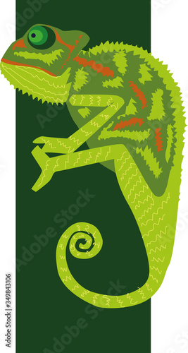 Fototapeta Naklejka Na Ścianę i Meble -  vector illustration of a chameleon on a dark green background
