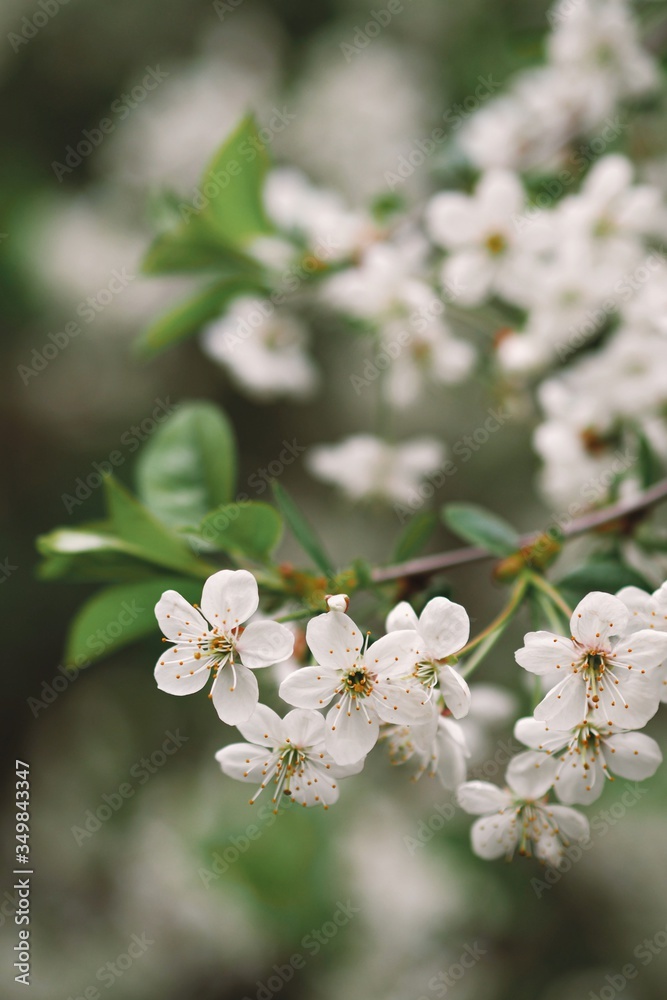 Obraz premium apple tree blossom