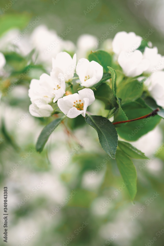 Fototapeta premium apple tree blossom