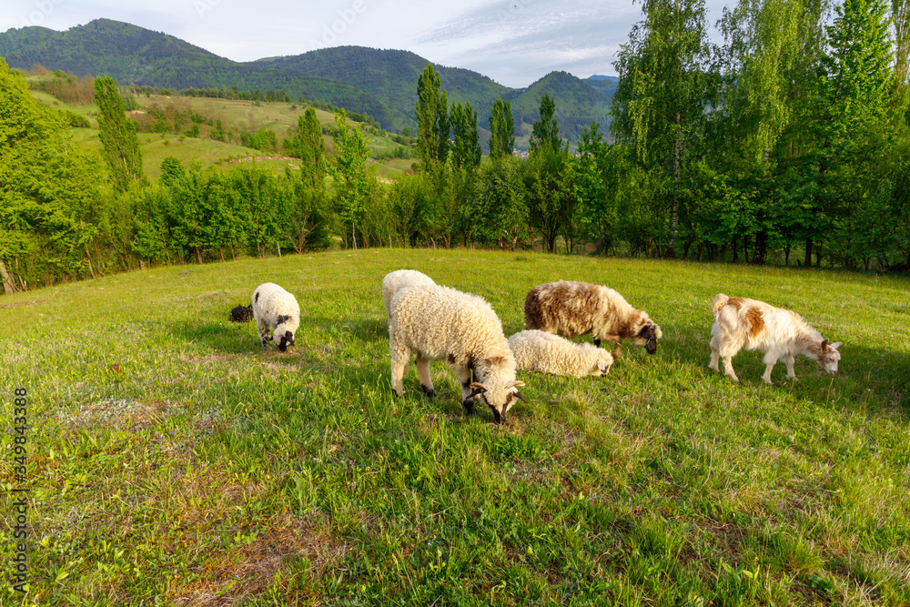 Beautiful spring lambs grazing on field Beautiful spring lambs grazing on field