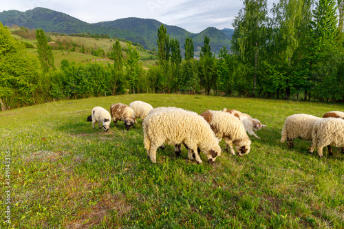 Beautiful spring lambs grazing on field photo