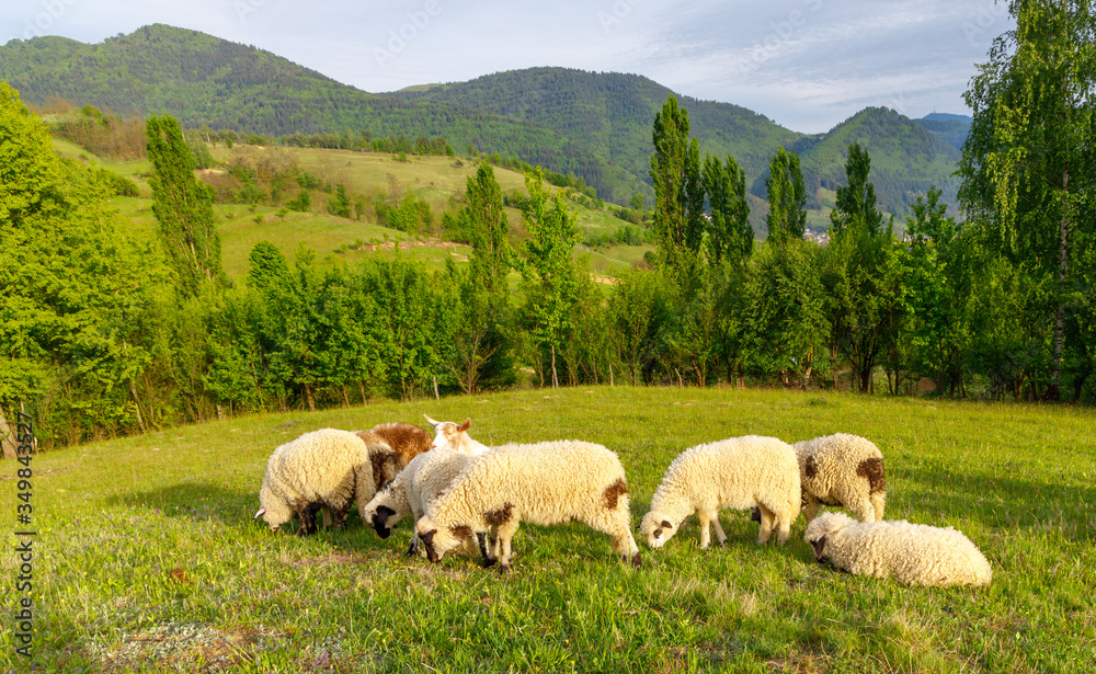 Obraz premium Beautiful spring lambs grazing on field