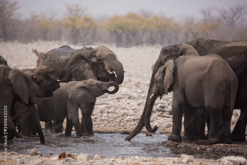 Obraz premium Large herd of elephants drinking water and taking mud baths in waterhole with gently touching each other with huge trunks. Africa. Namibia. Etosha national park.