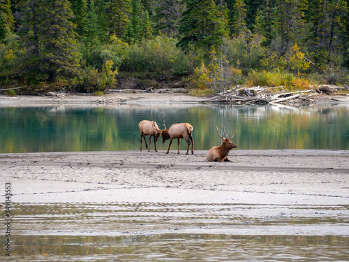 Wild young stags fighting while an older stag is watching. Lakeside at Banff National Park, Alberta, Canada during Indian summer.