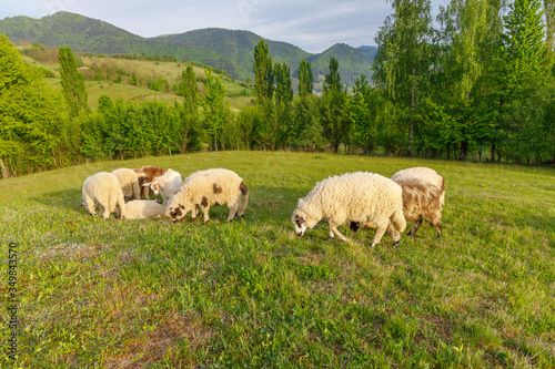 Beautiful spring lambs grazing on field