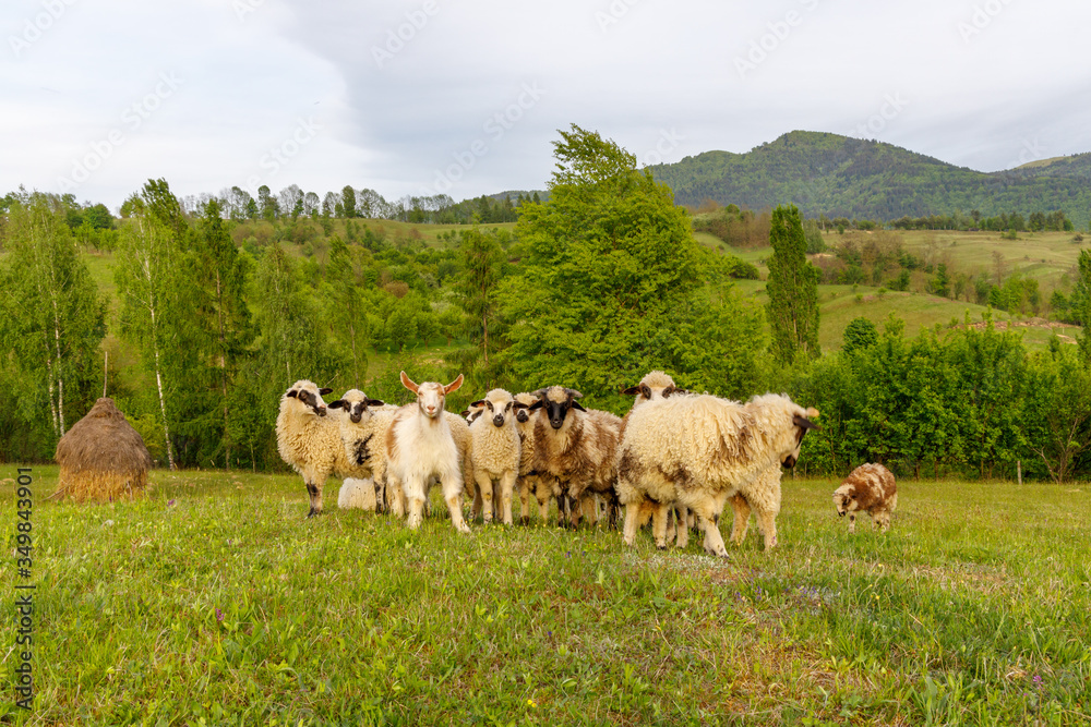 Fototapeta premium Beautiful spring lambs grazing on field