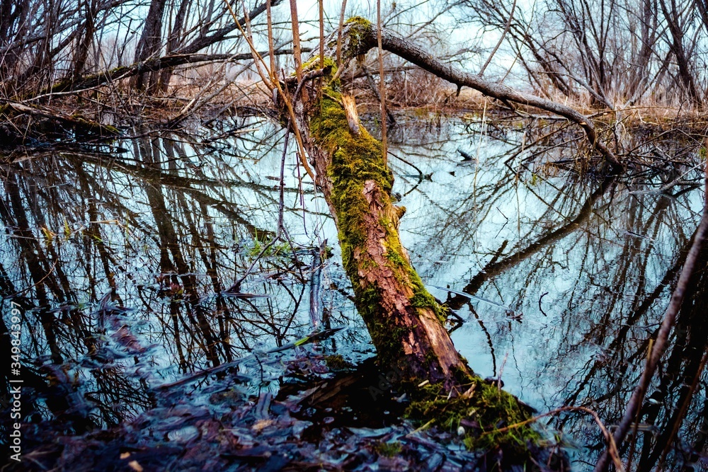 old tree with bark covered with green moss in the forest by the river old tree with bark covered with green moss in the forest by the river