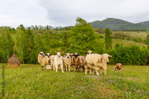 Beautiful spring lambs grazing on field