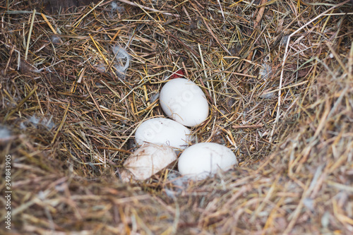 goose eggs in a nest closeup plano. Homemade breeding birds. 