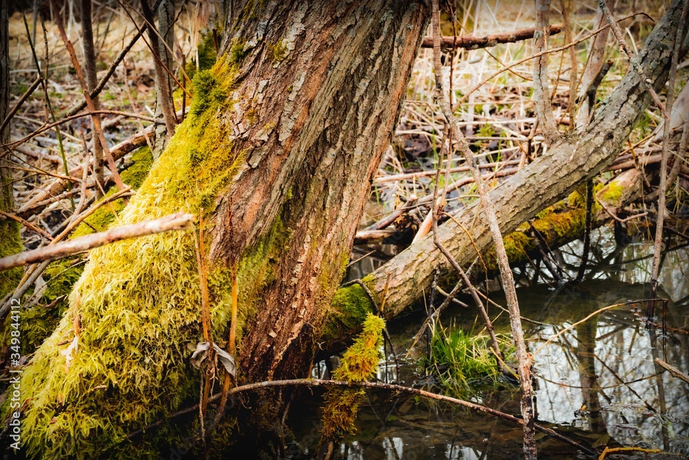 old tree with bark covered with green moss in the forest by the river old tree with bark covered with green moss in the forest by the river