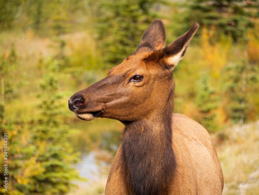 Portrait of a young wild deer in the Banff National Park Portrait of a young wild deer in the Banff National Park