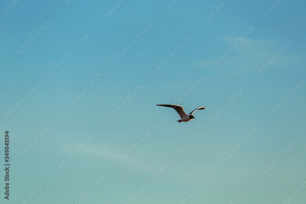From bellow view of Seagull in blue sky clouds From bellow view of Seagull in blue sky clouds
