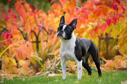 Boston terrier dog female outside. Dog in beautiful red and yellow park outside.