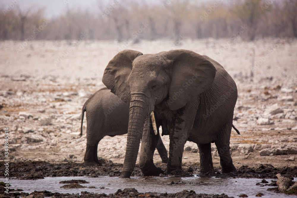 Large herd of elephants drinking water and taking mud baths in waterhole with gently touching each other with huge trunks. Africa. Namibia. Etosha national park.