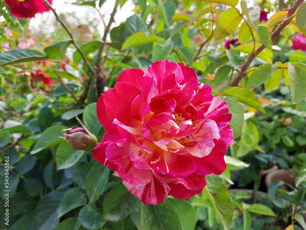 Beautiful rose flowers in nursery, rose flowers in garden Beautiful rose flowers in nursery, rose flowers in garden
