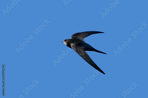 Common swift (Apus apus)