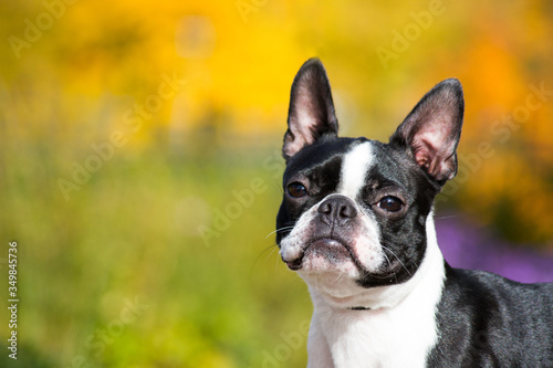 Boston terrier dog female outside. Dog in beautiful red and yellow park outside.