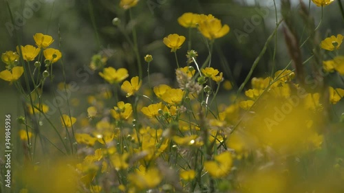 La renoncule des champs en fleur photo