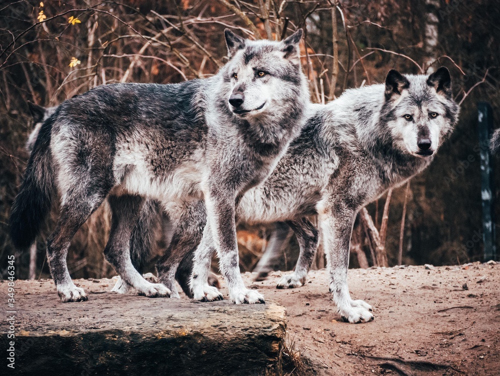 Two grey timber wolves standing in front of dark brown background.
