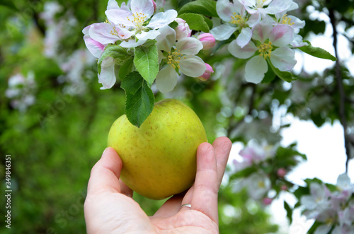 green apple in hand on a background of a blossoming apple tree