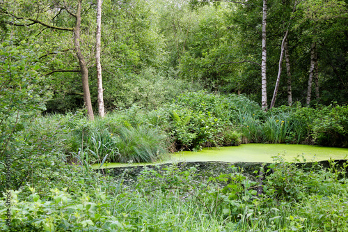 Green pond in Lower Saxony in the forest. photo