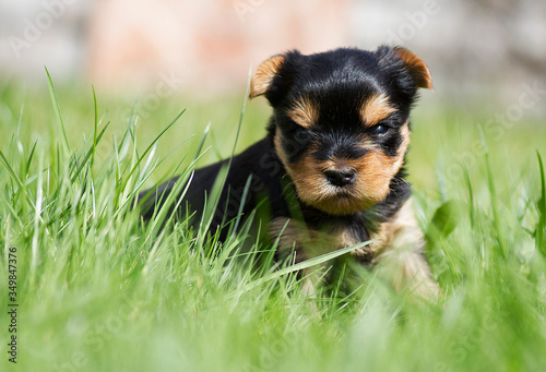 Cute little yourkie posing in the garden. Yourkshire terrier puppy 