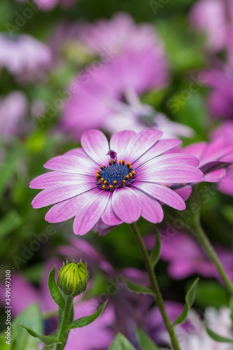 Blooming red blue chrysanthemum flowers and green leaves   Arctotis stoechadifolia var.grandis