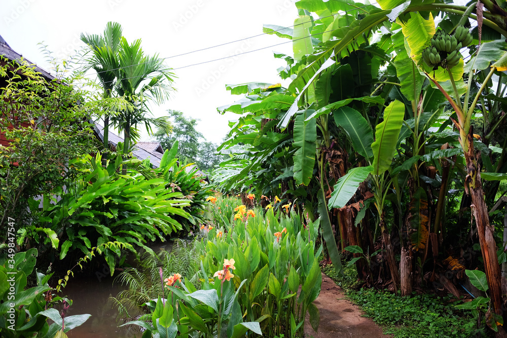 Fototapeta premium Blooming natural Banana plantation with vegetable plant and tropical garden in country of Thailand