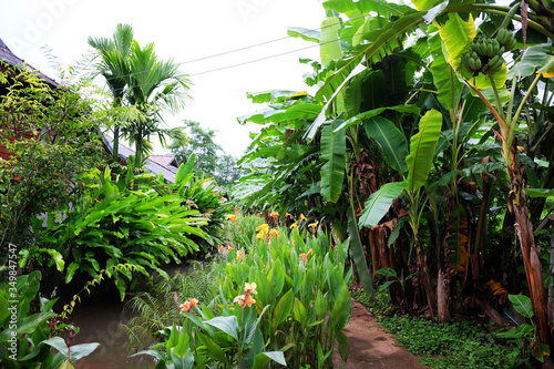 Blooming natural Banana plantation with vegetable plant and tropical garden in country of Thailand