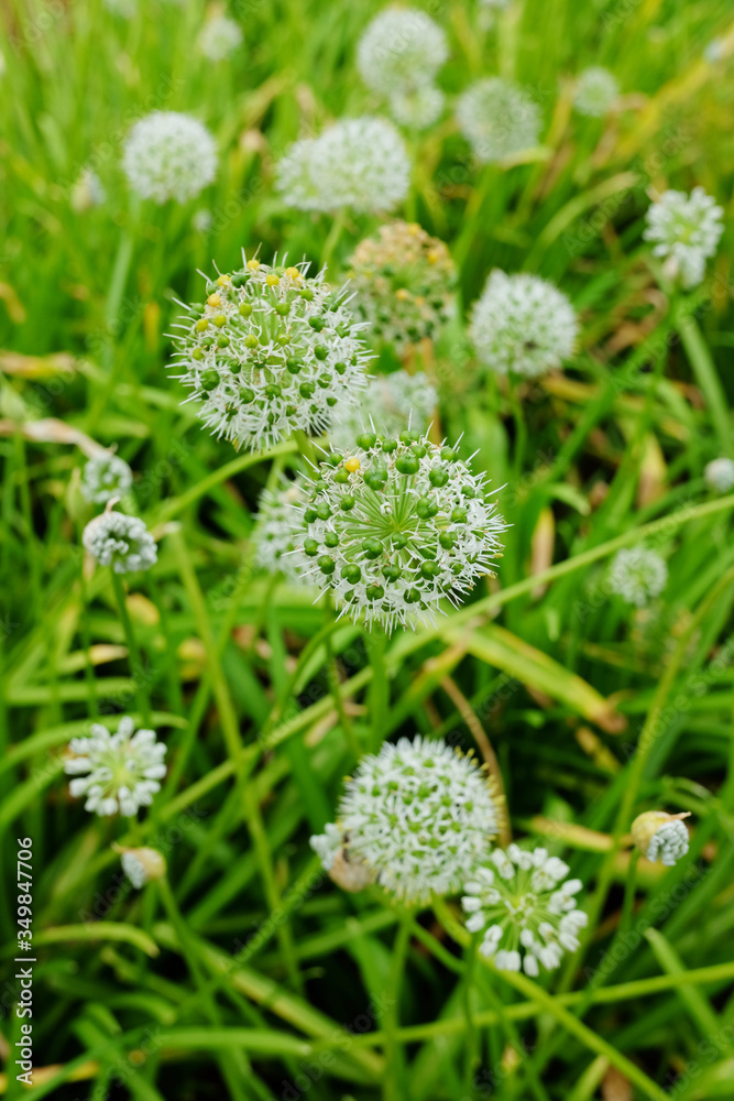 Blooming White wildflowers field morning dew on valley mountain in Thailand