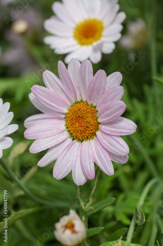 Blooming red blue chrysanthemum flowers and green leaves   Arctotis stoechadifolia var.grandis