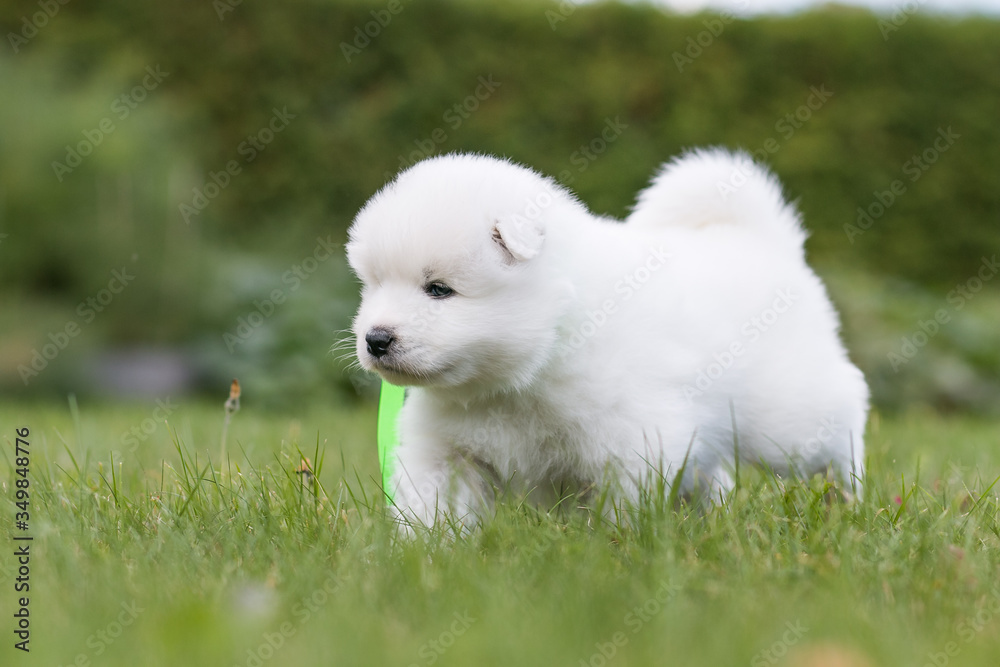 Samoyed puppy posing outside. Beautiful white dog in green background.	