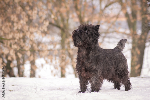 Quadro em tela Cairn terrier dog posing outside in the park.