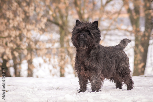 Cairn terrier dog posing outside in the park.	