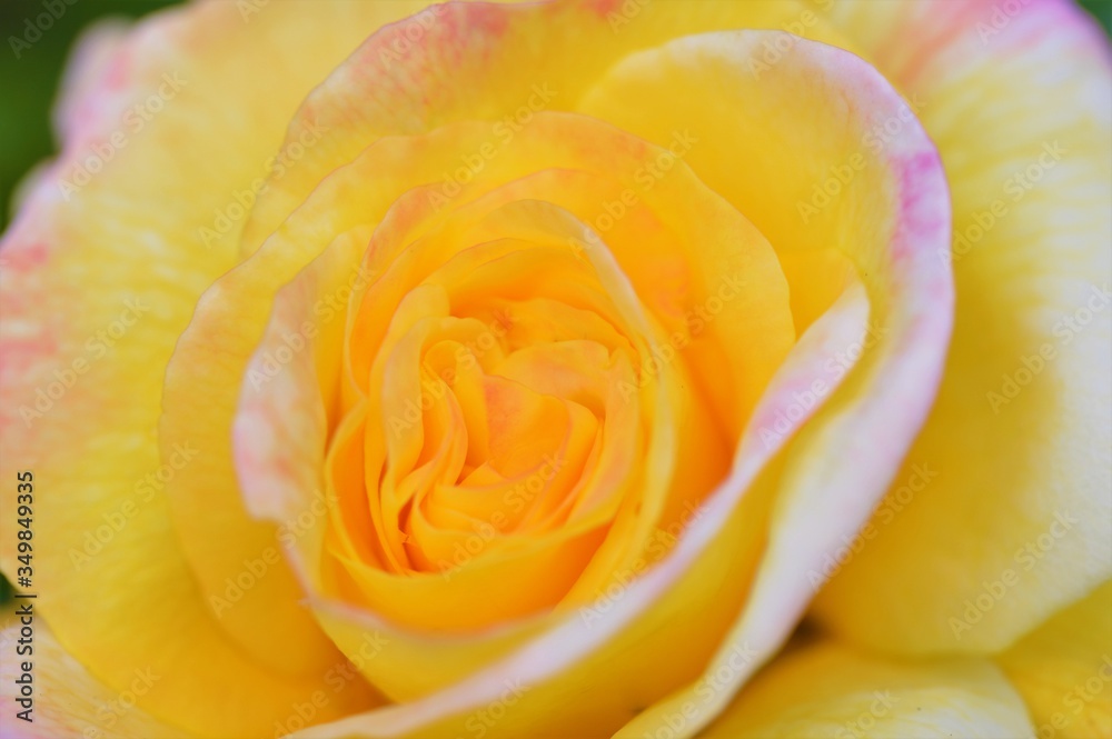 yellow rose close up yellow rose close up